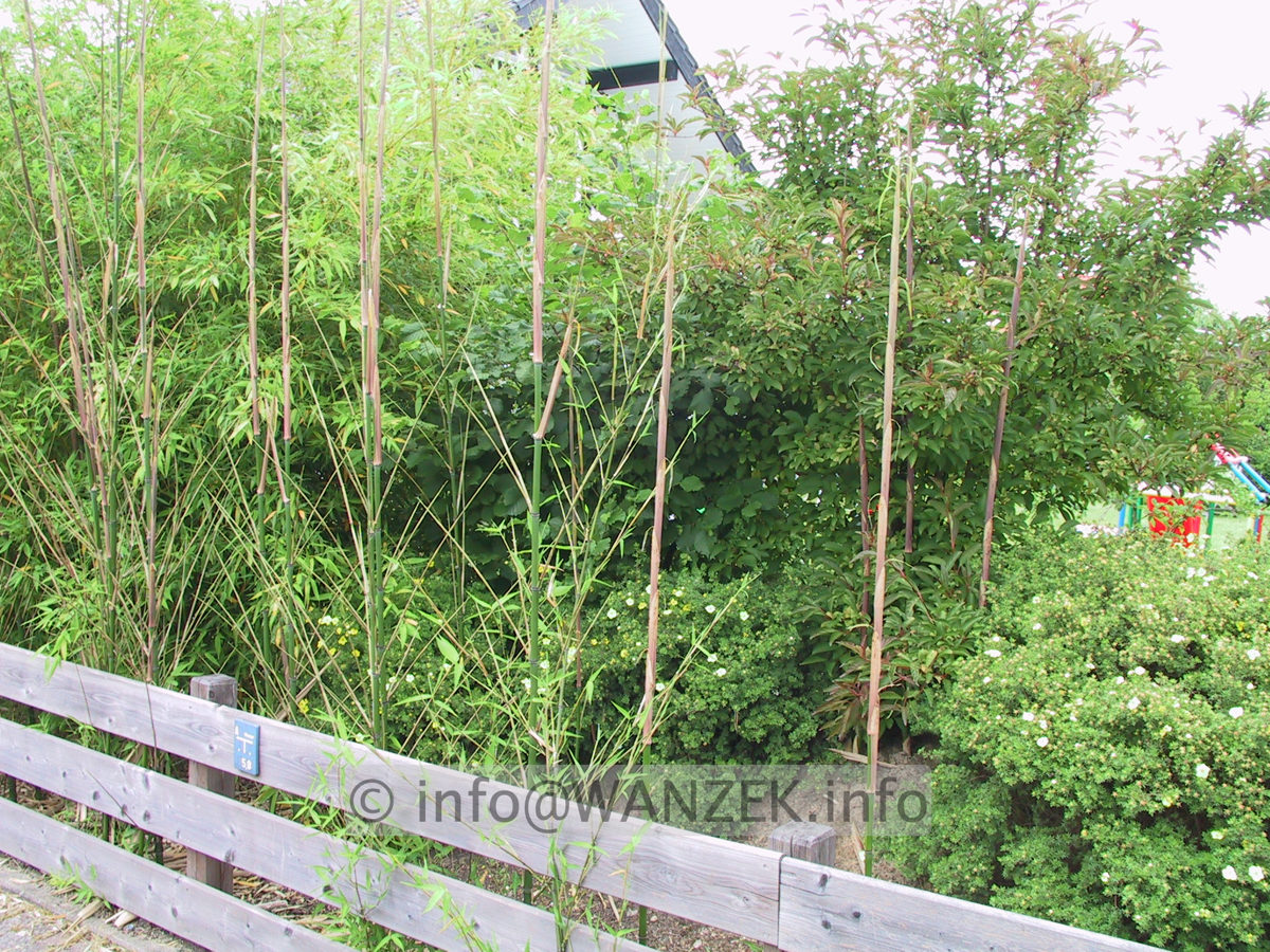 Phyllostachys - Bambus wuchert3.JPG